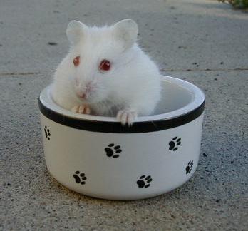 albino russian dwarf hamster