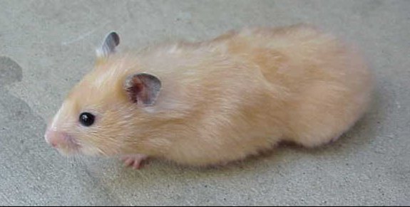 difference between dwarf and syrian hamster