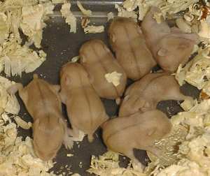 9-day-old argente babies