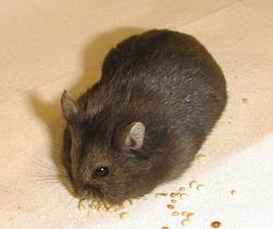 Hungry black dwarf hamster