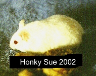 Honky Sue