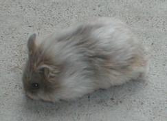 Satin-coated dwarf hamster